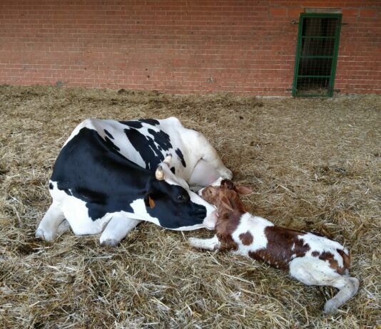 Sube el precio de la leche de vaca pero continúa el éxodo de ganaderos