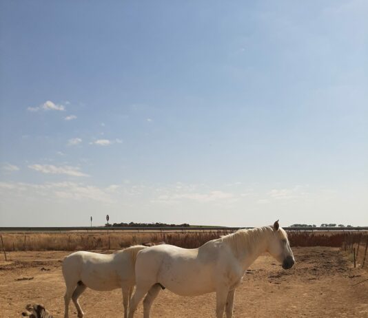 Satisfacción en ASAJA porque la cordura se ha impuesto en la Ley de Bienestar Animal