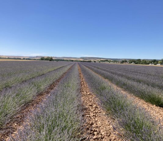 La Diputación de Palencia apoya el cultivo de plantas aromáticas