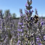 LAVANDA ABEJA