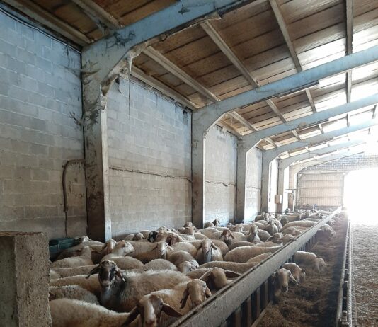 Se publica el importe individual de los pagos asociados a las ayudas ganaderas de la PAC 2022