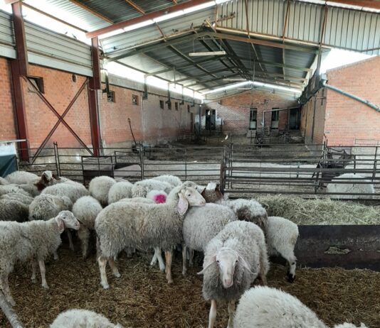 Estudian un fármaco para luchar contra los parásitos intestinales del ovino