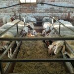 Se pronostica una subida de los precios de la leche de oveja pero puede llegar tarde