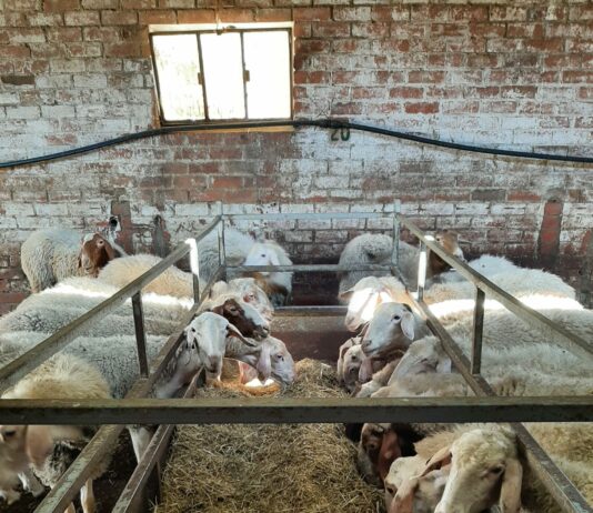 Se pronostica una subida de los precios de la leche de oveja pero puede llegar tarde