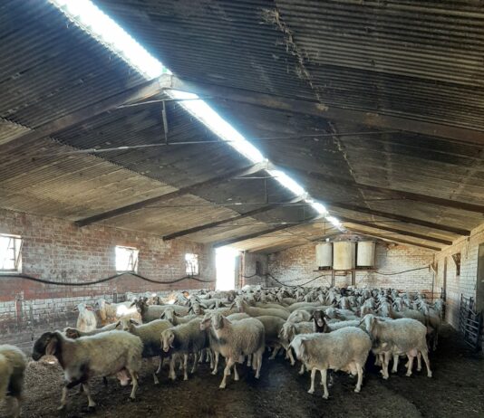 El ovino español ha disminuido un 93,5% el uso de antibióticos hasta 2021 gracias al Plan ‘Reduce’