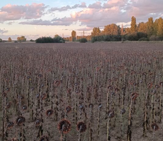 Publicado el importe provisional de la ayuda a los cultivos proteicos para la PAC 2022