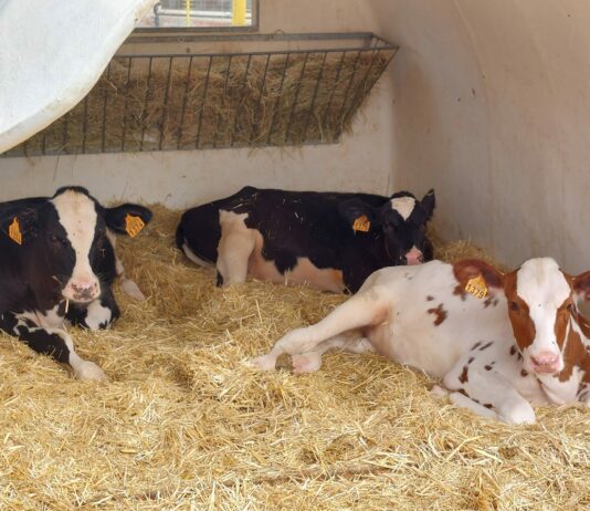 Aprobado el Real Decreto de ordenación de granjas bovinas