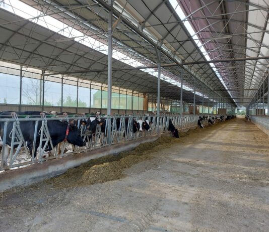 En Castilla y León ya hay menos de 800 ganaderos produciendo leche de vaca