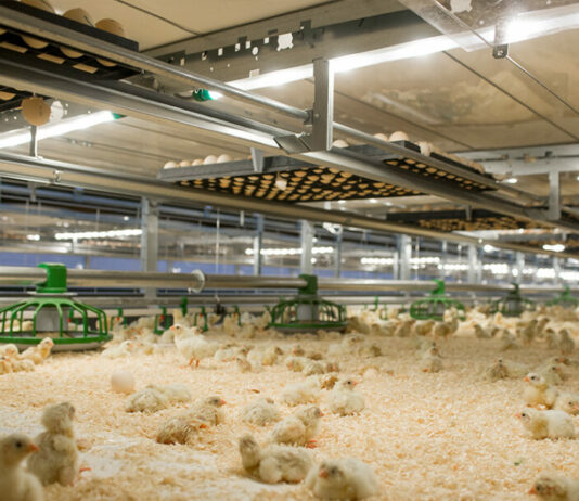 Los granjeros de pollo se unen en su grito de auxilio: “Estamos pagando la factura de la inflación”