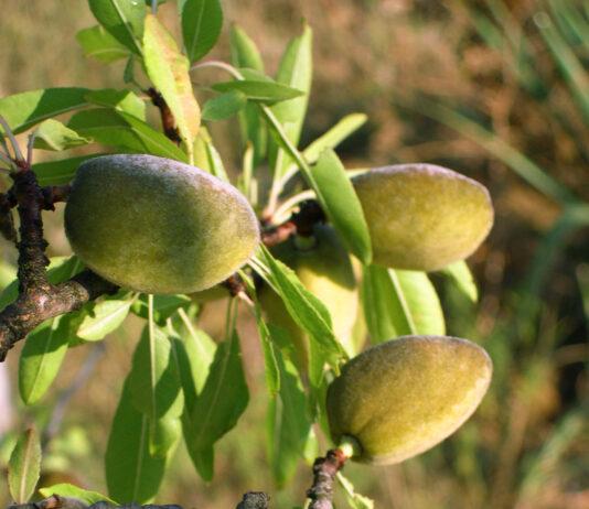 Importe de la ayuda asociada a los frutos de cáscara y algarrobas