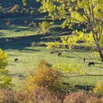 PASTO MONTE CABALLOS EQUINO
