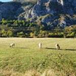 Se amplía al 12 de diciembre el plazo de la ayuda por invertir en infraestructuras de ganadería extensiva