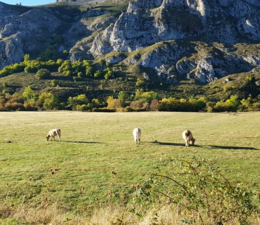 Se amplía al 12 de diciembre el plazo de la ayuda por invertir en infraestructuras de ganadería extensiva