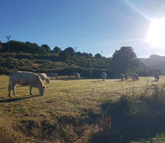 Pedro Barato exige la aplicación de la ley de la cadena alimentaria