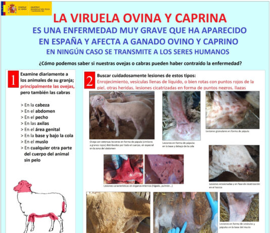 España pierde el estatus de país libre de la viruela ovina y caprina