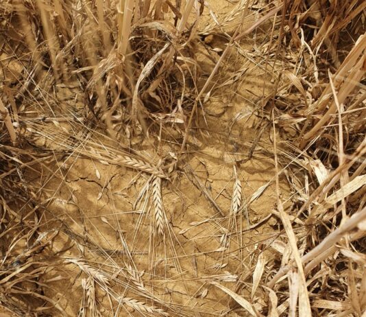 Ampliado el plazo de modificaciones del seguro de cultivos herbáceos extensivos hasta el día 15 de abril