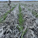 Revisión de los importes provisionales de las ayudas a los ecorregímenes de 2024 para abonar el 90 %