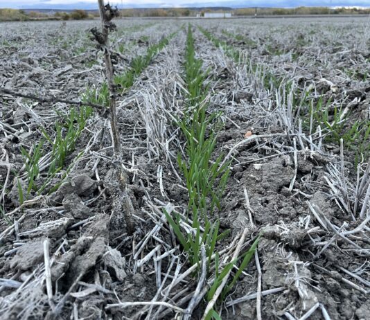 El glifosato parece que seguirá un año más