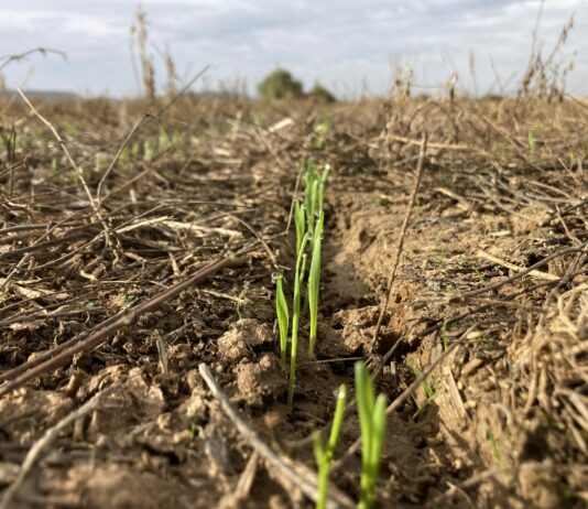 Publicados los valores medios regionales definitivos para la PAC 2022