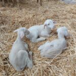 El FEGA publica los importes definitivos para liquidar las ayudas asociadas a la ganadería 2024