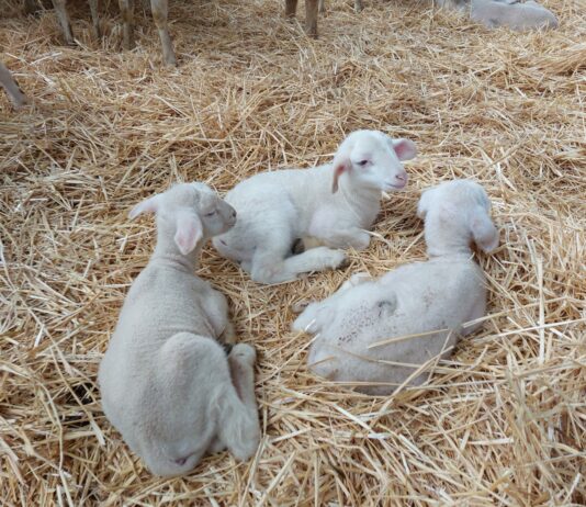 El FEGA publica los importes definitivos para liquidar las ayudas asociadas a la ganadería 2024