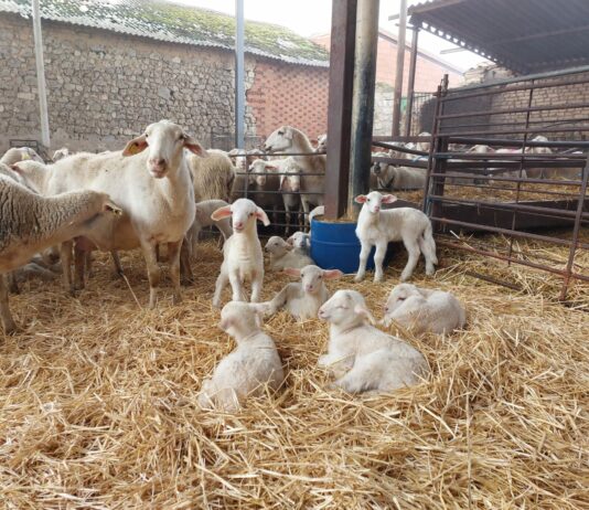 AGROSEGURO actualiza la aplicación para móviles destinada a ganaderos