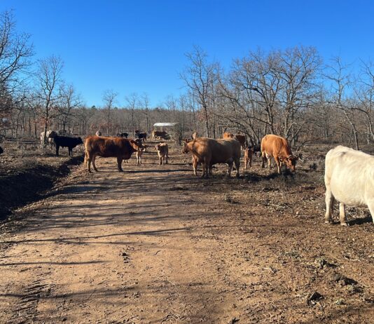 ASAJA exige la eliminación de las pruebas de tuberculosis a terneros con destino a cebadero