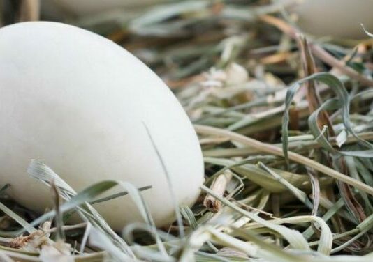 Ayudas a la vacunación frente a salmonella en avicultura de puesta