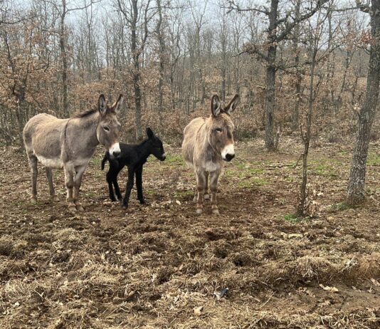 El FEGA da a conocer el reembolso de la disciplina financiera del ejercicio 2022