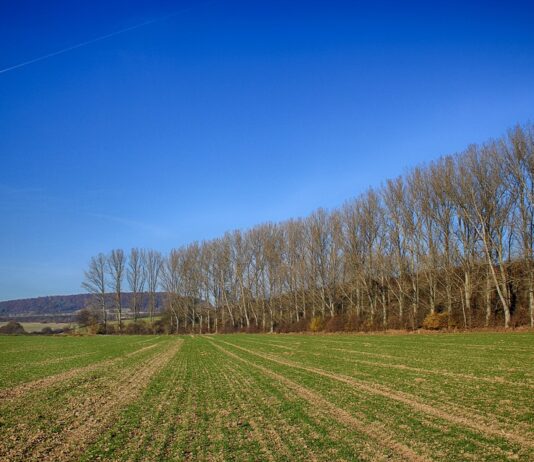 Convocada la prima compensatoria de 2023 sobre forestación de tierras agrícolas (1993-2013)