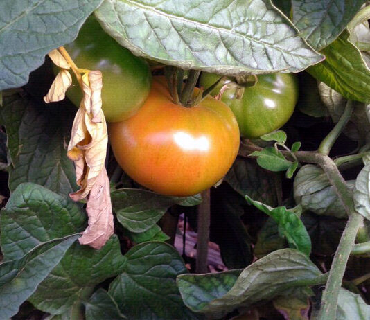 Hortalizas Mauri, finalista de los Premios Surcos de Castilla y León Televisión