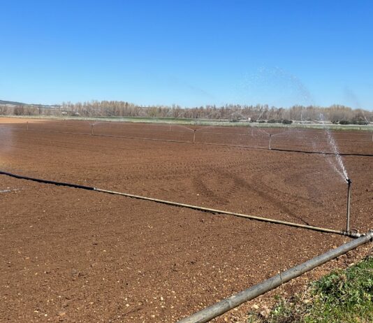 La exención del IBI rústico por sequía se obtendrá si el rendimiento se reduce en 2023 al menos un 20%