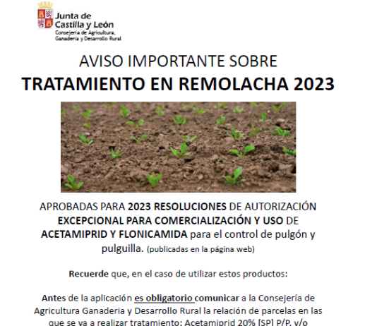 Aprobada la autorización excepcional para tratar remolacha contra pulgón y pulguilla