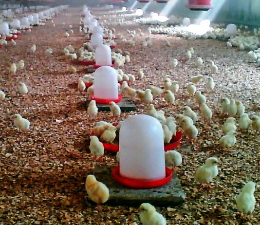 ASAJA se une al impulso del Comité Ejecutivo de Integración para mejorar el sector de carne avícola en España