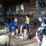 Viñalta programa unas jornadas formativas sobre esquileo en ovino