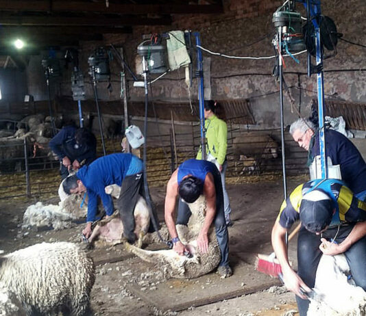 Viñalta programa unas jornadas formativas sobre esquileo en ovino