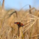 La Junta fija las fechas para las actuaciones en barbechos de biodiversidad y siega sostenible