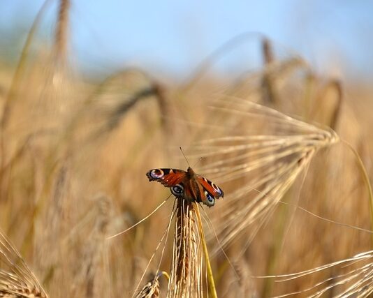 La Junta fija las fechas para las actuaciones en barbechos de biodiversidad y siega sostenible