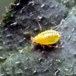 El Ministerio aprueba autorizaciones excepcionales para el pulgón en la remolacha azucarera