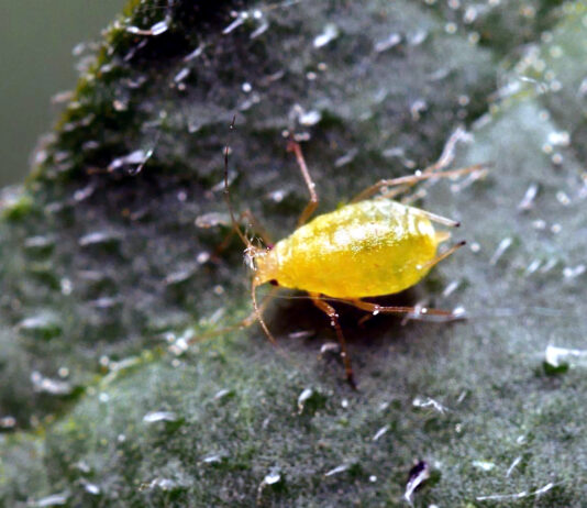 El Ministerio aprueba autorizaciones excepcionales para el pulgón en la remolacha azucarera