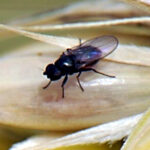 El ITACyL advierte de la detección de tronchaespigas y oscinella en parcelas de cereal