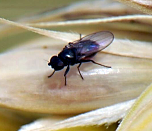 El ITACyL advierte de la detección de tronchaespigas y oscinella en parcelas de cereal