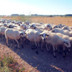 Fechas tope de recolección y precios máximos y mínimos de los pastos 2024