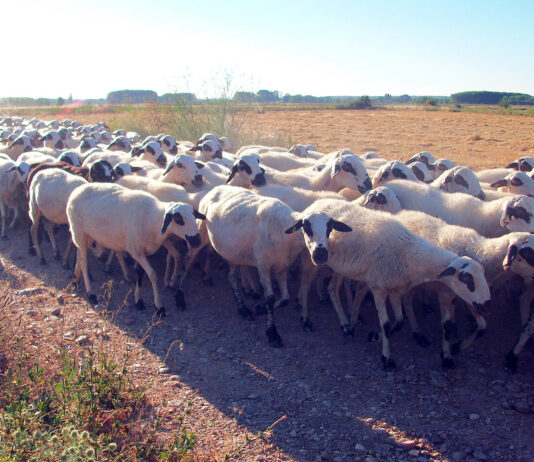 El vacuno y el ovino, sectores clave del próximo acuerdo comercial de la UE con Australia