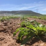 La Junta aclara el alcance de la flexibilización lograda por ASAJA en la ayuda agroambiental a la remolacha