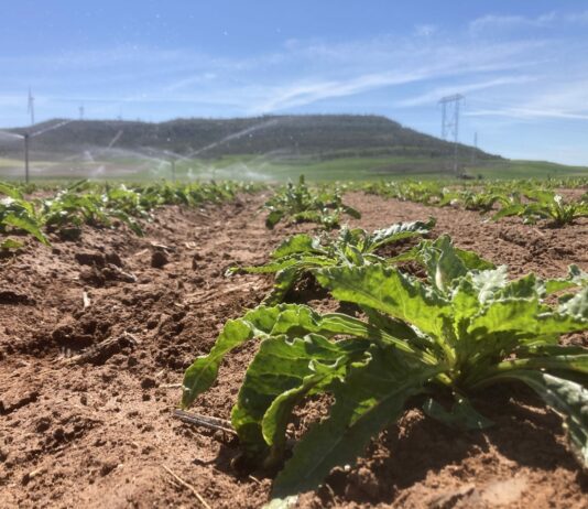 La Junta aclara el alcance de la flexibilización lograda por ASAJA en la ayuda agroambiental a la remolacha