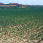 Los agricultores palentinos cursaron en 2022 más de 2.300 partes de sequía y no nascencia, con más incidencia en girasol y leguminosas grano