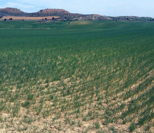 Los agricultores palentinos cursaron en 2022 más de 2.300 partes de sequía y no nascencia, con más incidencia en girasol y leguminosas grano