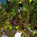 La ayuda de la Junta para la vendimia en verde 2023 puede solicitarse hasta el 2 de mayo