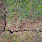 Segundo listado de agricultores beneficiarios de la ayuda ministerial extraordinaria de 2023 por la sequía